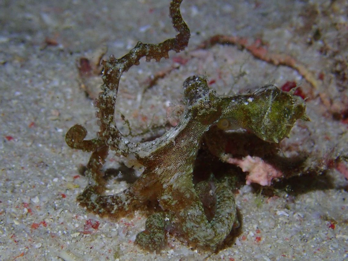 Floating Pose This Octopus was seen during a night dive, on a sandy bottom.  It was posing and swaying its tentacles to make it looks like floating &#039;algae&#039;.<br />
<br />
Am not definitely sure this is an Algae Octopus - Abdopus aculeatus, I posted it to a Marine ID Forum, and was told it is likely an Algae Octopus. Abdopus aculeatus,Algae Octopus,Mabul,Malaysia,Octopus,Sabah