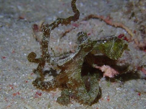 Floating Pose This Octopus was seen during a night dive, on a sandy bottom.  It was posing and swaying its tentacles to make it looks like floating 'algae'.

Am not definitely sure this is an Algae Octopus - Abdopus aculeatus, I posted it to a Marine ID Forum, and was told it is likely an Algae Octopus. Abdopus aculeatus,Algae Octopus,Mabul,Malaysia,Octopus,Sabah