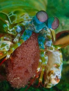 Babies coming out soon! This Peacock Mantis Shrimp - Odontodactylus scyllarus was seen carrying its eggs.  Its hard to tell if its a female or male Peacock Mantis Shrimp as they are known to practice social monogamy.  This means the male and female may share a same hole/home with each taking turns to take care of the eggs while they other go out hunting for food.

In this picture, the eggs are quite developed as the tiny black dots are the eyes of the embryos.

Check out more interesting facts about them here :

http://mentalfloss.com/article/86128/10-eye-popping-facts-about-mantis-shrimp Anilao,Batangas,Mantis Shrimp,Odontodactylus scyllarus,Peacock Mantis Shrimp,Philippines