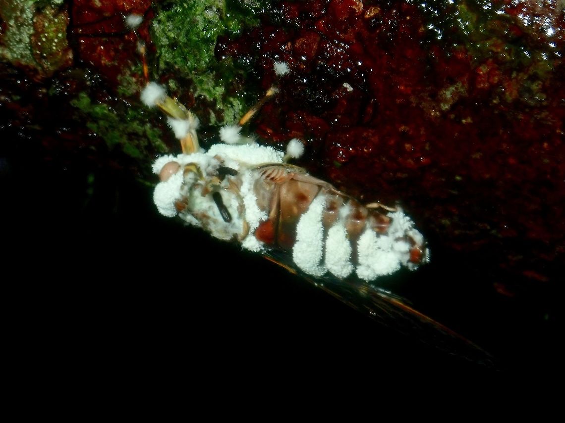 Fungi infection Dead Cicada infected by Fungi. Cicada,Fungi,Palawan,Philippines