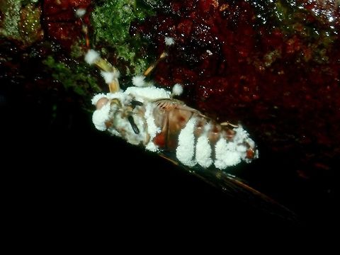 Fungi infection Dead Cicada infected by Fungi. Cicada,Fungi,Palawan,Philippines