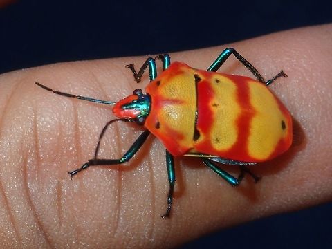 Shield Bug This Shield Bug flew into the Boat I was on when it was docked at the Pier at Puerto Princesa. Palawan,Philippines,Puerto Princesa,Shield Bug
