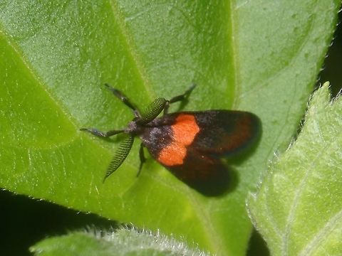 Erebid Moth  Erebid Moth,Moth,Palawan,Philippines