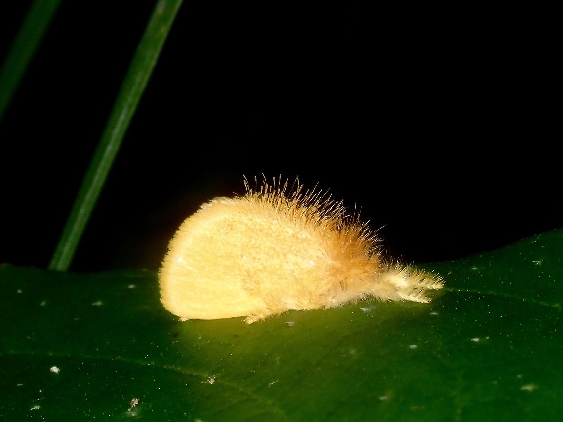 Erebid Moth - Nygmia sp  Erebid Moth,Moth,Nygmia,Nygmia sp,Palawan,Philippines
