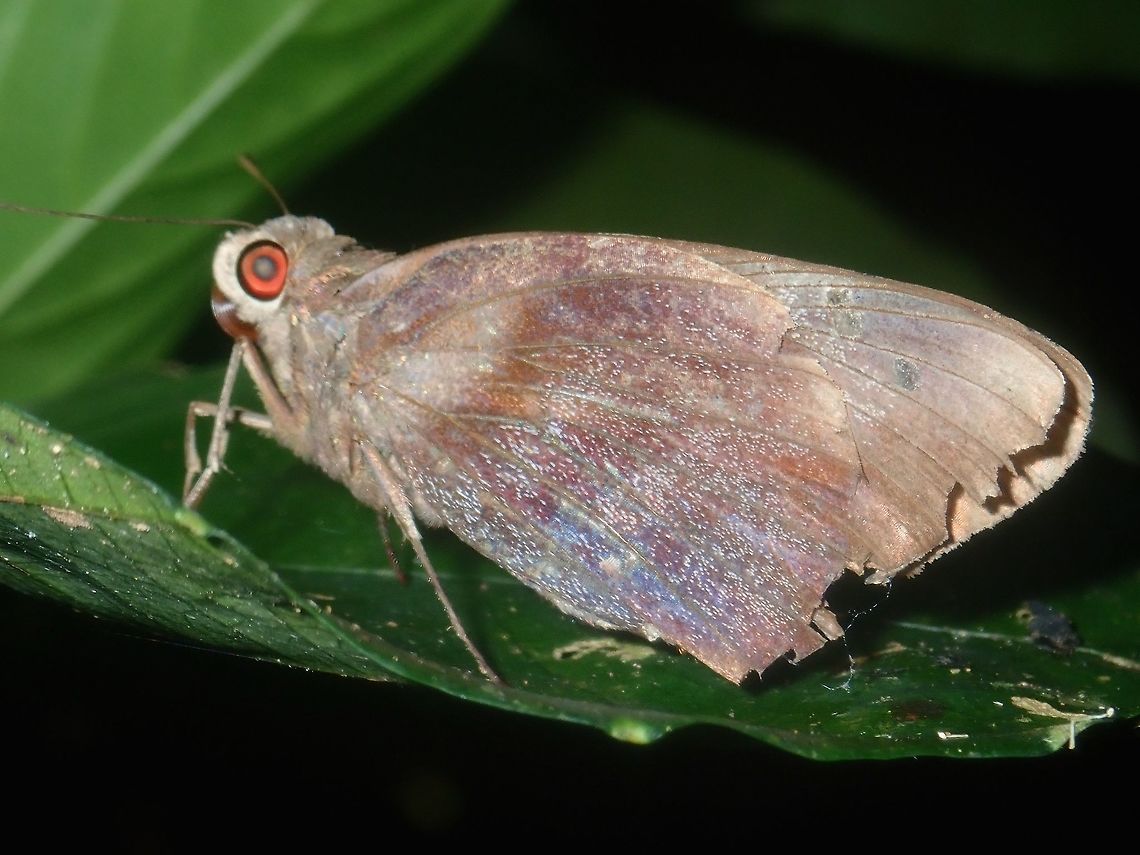 Banana Skipper - Erionota thrax Not definitely sure, possibly sub-species Banana Skipper - Erionota thrax mindana which are recorded from Central and Southern Philippines Banana Skipper,Butterfly,Erionota thrax,Erionota thrax mindana,Palawan,Palm Redeye,Philippines