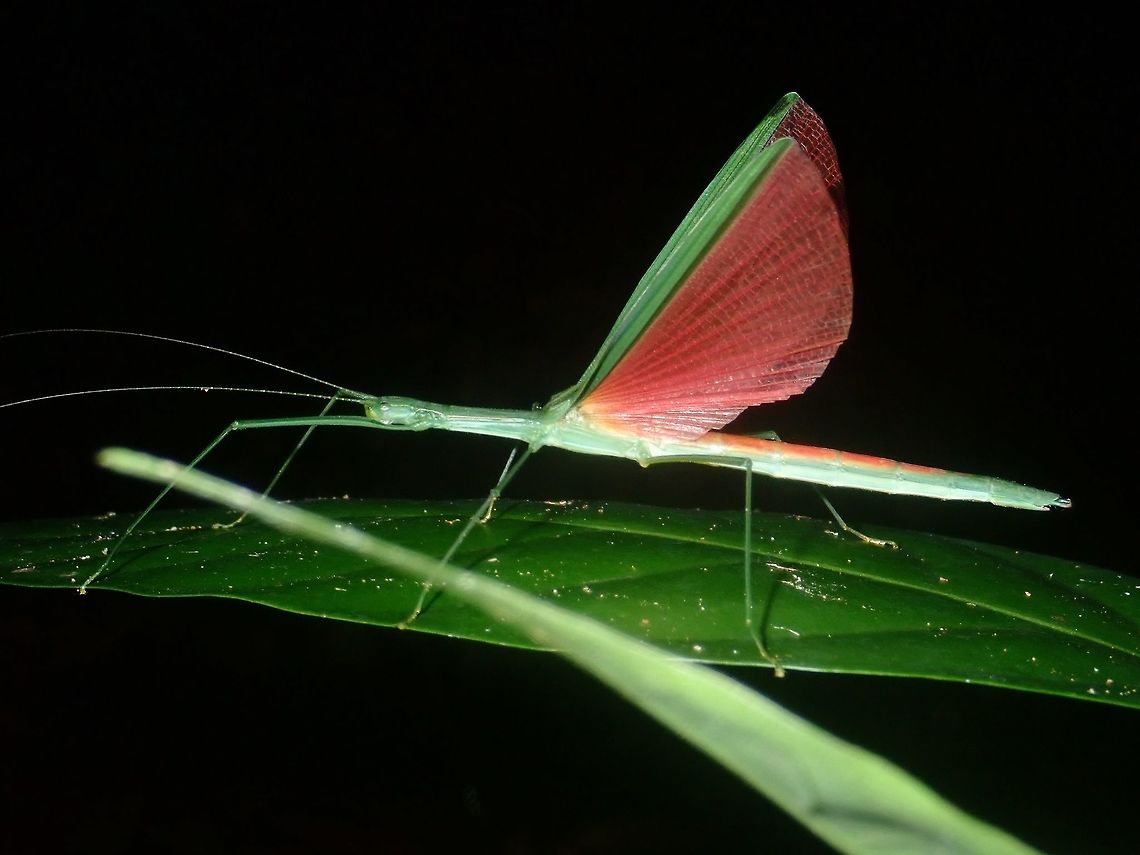 Red Wings Female Phasmid from the sub-family of Necrosciinae.<br />
She is all green in colour with her wings membrane in pink/red colours, and the top part of her abdomen that is covered by the wings when at rest is also pink/red in colours. Palawan,Phasmid,Philippines,Stick Insect