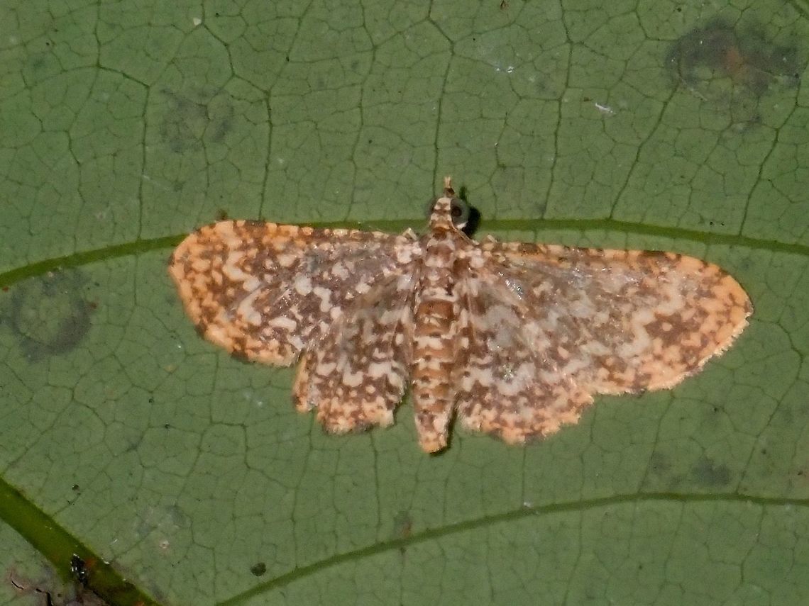 Geometrid Moth - Pomasia sp Geometrid Moth from the genus Pomasia.<br />
This genus of Moth is not widely known from Philippines and there are not much info about them.<br />
They have interesting wings, with rachis/stem like structure similar to feathers of birds. Geometrid Moth,Moth,Palawan,Philippines,Pomasia,Pomasia sp