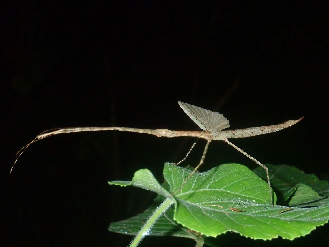 Single Wing? Female Phasmid of the genus Rhamphosipyloidea. One of the key feature of this genus is the pointed end-of-abdomen or genitalia.  She was seen here with one wing opened. Palawan,Phasmatodea,Phasmid,Philippines,Rhamphosipyloidea,Rhamphosipyloidea sp,Stick Insect