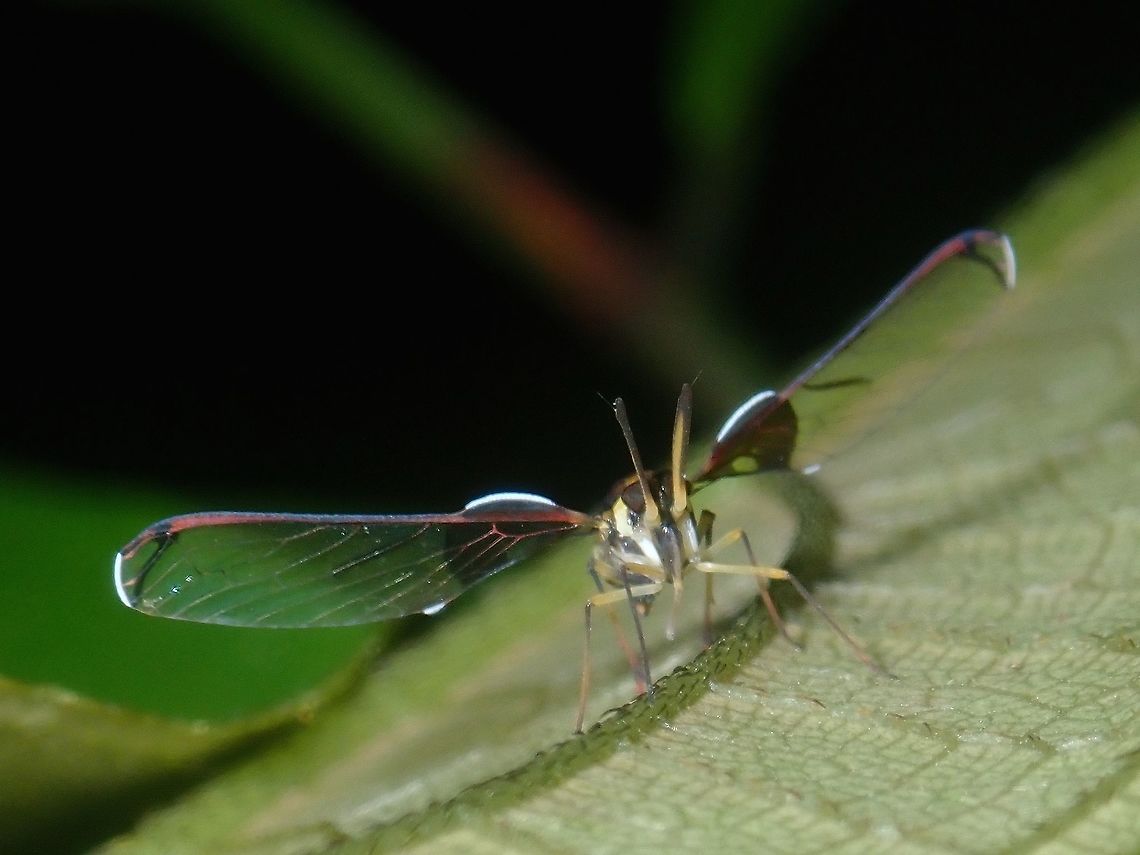 Derbid Fly/Planthopper - Derbidae (?) Not exactly sure, probably a Derbid Planthopper - Derbidae. Derbid Fly,Derbid Planthopper,Derbidae,Palawan,Philippines