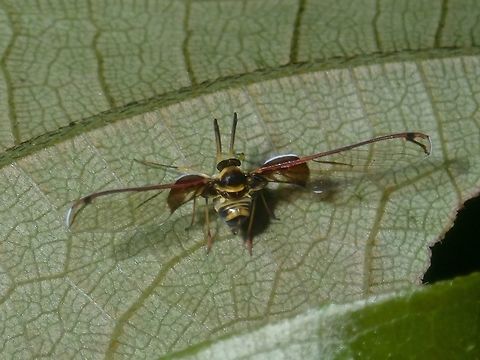 Derbid Fly/Planthopper - Derbidae (?) Another angle of the same Derbid Fly/Planthopper - Derbidae (?) Derbid Fly,Derbid Planthopper,Derbidae,Palawan,Philippines