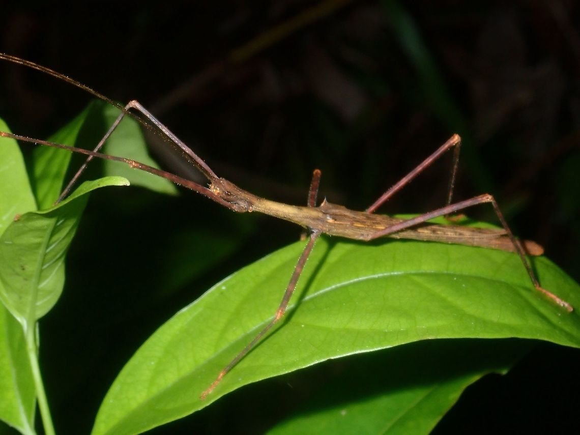 Pointed Wing Shoulder This Phasmid&#039;s wing shoulder is pointed.  It looks similar to a species from Borneo - Asceles margaritatus, so I gather this one is possibly from the same genus - Asceles. Asceles,Asceles sp,Palawan,Phasmatodea,Phasmid,Philippines,Stick Insect