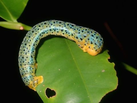 Caterpillar of Geometrid Moth - Dysphania sp Caterpillar of Geometrid Moth from the genus Dysphania. Caterpillar,Dysphania,Dysphania sp,Moth,Palawan,Philippines