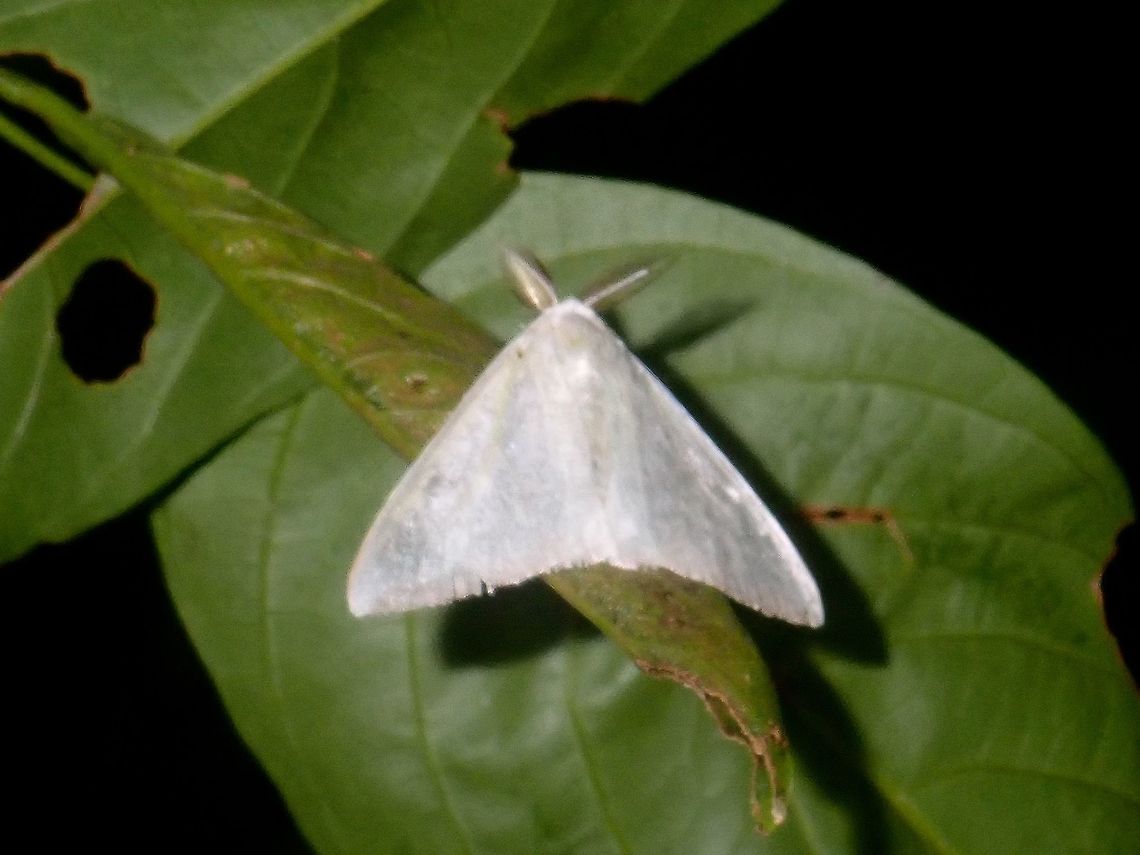Erebid Moth - Arctornis sp Erebid Moth from the genus Arctornis. Arctornis,Arctornis sp,Erebid Moth,Moth,Palawan,Philippines