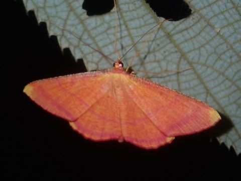 Geometrid Moth - Eumelea sp Geometrid Moth from the genus Eumelea. Eumelea,Eumelea sp,Geometrid Moth,Moth,Palawan,Philippines