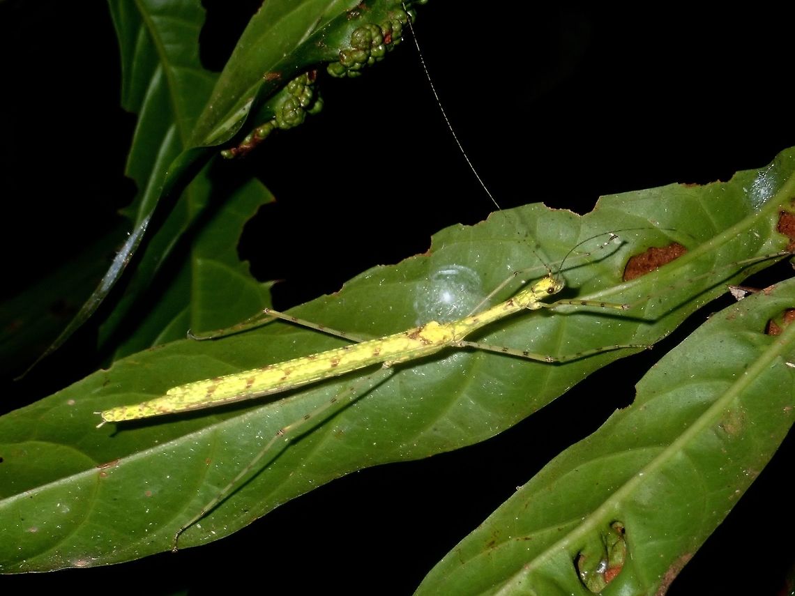 Yellow Female Phasmid, possibly from the genus Necroscia.<br />
<br />
She looks a bit similar to Necroscia punctata, which is known from South Thailand, Peninsular Malaysia, Singapore and Borneo. Necroscia,Necroscia sp,Palawan,Phasmatodea,Phasmid,Philippines,Stick Insect