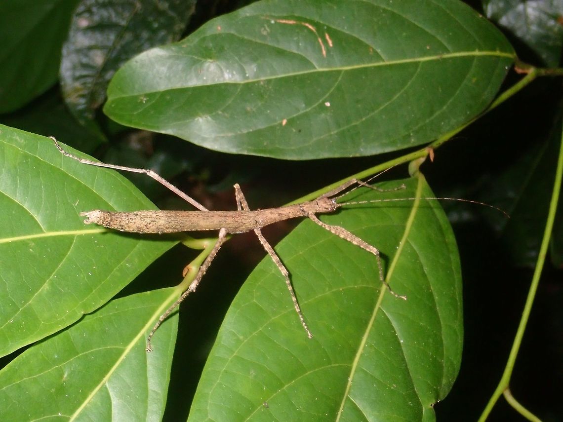 Stick Insect - Phasmid  Palawan,Phasmatodea,Phasmid,Philippines,Stick Insect