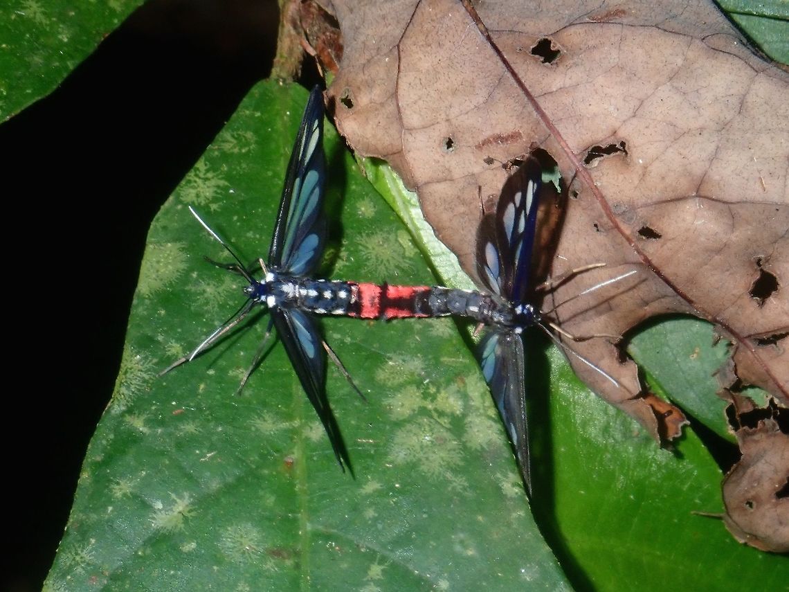 Lovely couple Not sure, could be a Wasp Moth, from the Tribe Syntomini.<br />
First time to see them in this colour - blue in wings and partly red in abdomen. Moth,Palawan,Philippines,Syntomini,Wasp Moth