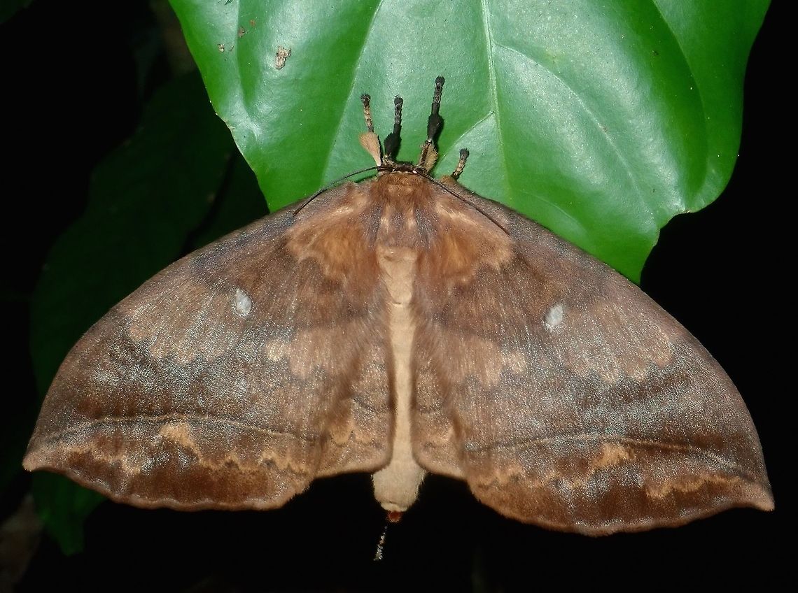 Monkey Moth Monkey Moth, possibly from the genus Sphingognatha Monkey Moth,Moth,Palawan,Philippines,Sphingognatha,Sphingognatha sp