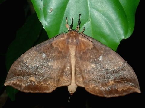 Monkey Moth Monkey Moth, possibly from the genus Sphingognatha Monkey Moth,Moth,Palawan,Philippines,Sphingognatha,Sphingognatha sp