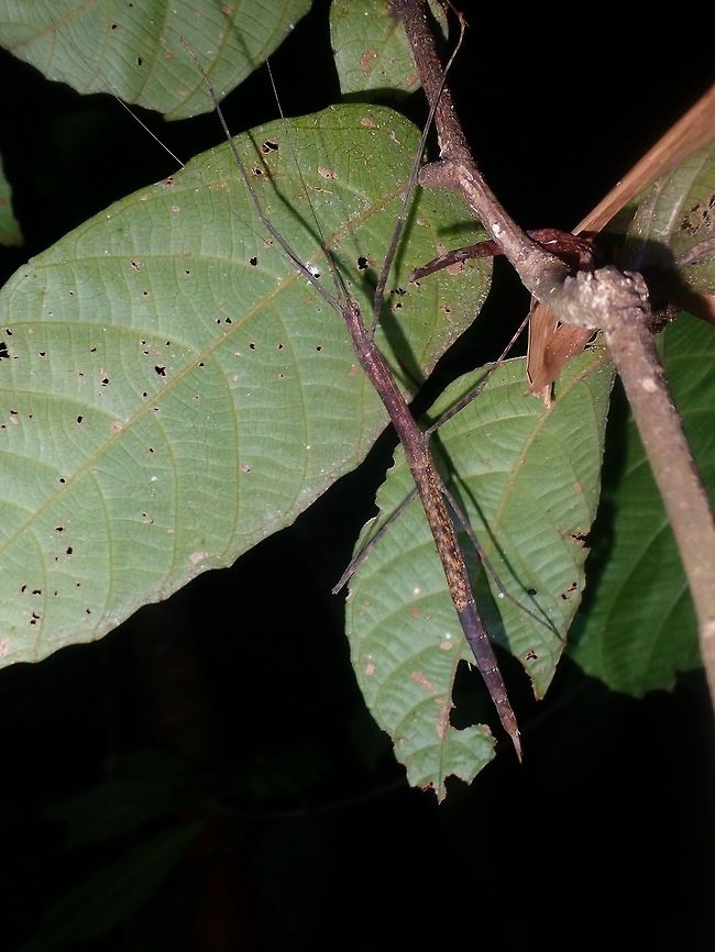 Stick Insect - Phasmid Female Phasmid of possibly genus - Rhamphosipyloidea.<br />
 Palawan,Phasmatodea,Phasmid,Philippines,Rhamphosipyloidea,Rhamphosipyloidea sp,Stick Insect