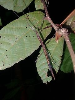 Stick Insect - Phasmid Female Phasmid of possibly genus - Rhamphosipyloidea.
 Palawan,Phasmatodea,Phasmid,Philippines,Rhamphosipyloidea,Rhamphosipyloidea sp,Stick Insect