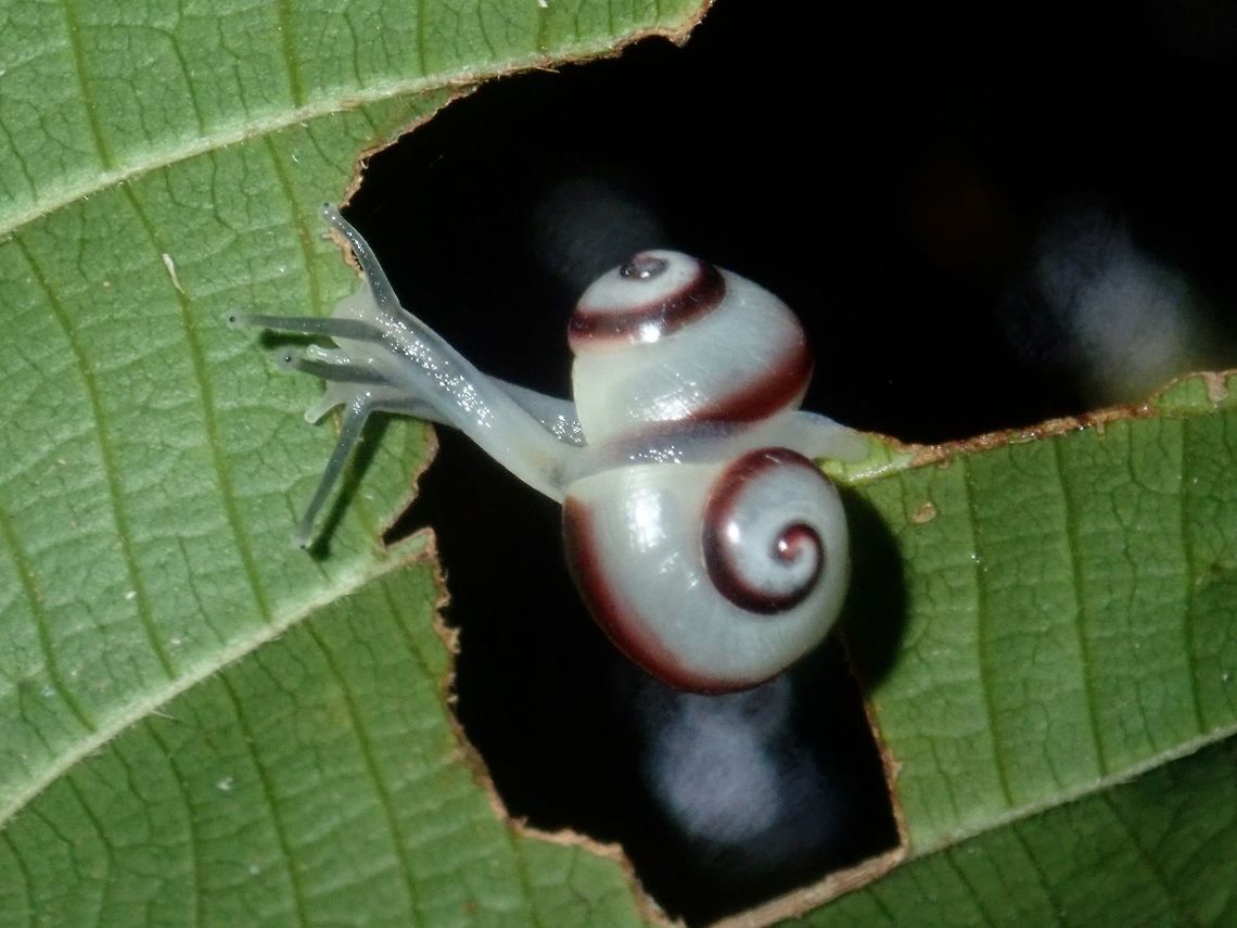 Snails in love 2 small Snails, with white/translucent shell and dark brown spiral band on its shell.<br />
<br />
Update : Given a possible ID of Corasia intorta from another forum for this Snail, possibly a juvenile. Corasia intorta,Palawan,Philippines,Snail