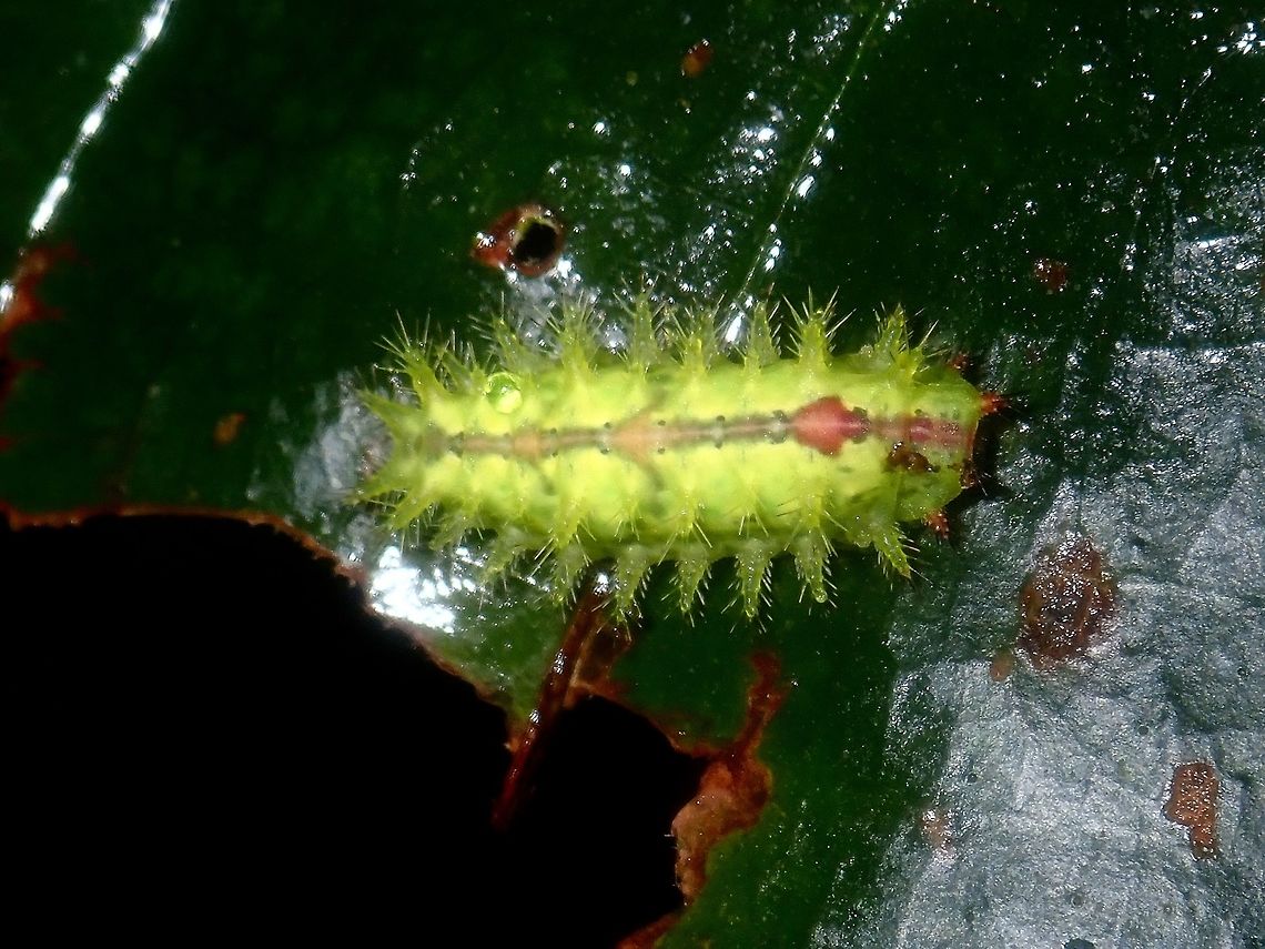Spiny Yellow Stinging Nettle Slug Caterpillar of Moth from the family of Limacodidae. Caterpillar,Limacodidae,Moth,Palawan,Philippines,Stinging Nettle Slug Caterpillar