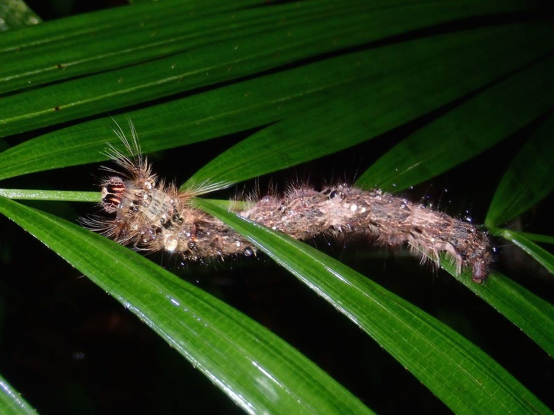 Caterpillar  Caterpillar,Palawan,Philippines
