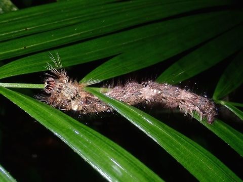 Caterpillar  Caterpillar,Palawan,Philippines