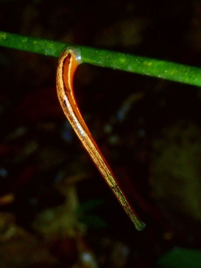 Tigers! One of the thing I dread during hiking/photo trips are Leeches especially Tiger Leeches - Haemadipsa picta. During this trip to Palawan, we encountered loads of them especially at night after rain.  On one particular night, we had to stop every 4-5 steps to check our shoes, legs and hands for them and usually there are more than 10 of them crawling on us! Haemadipsa picta,Leech,Palawan,Philippines,Tiger Leech