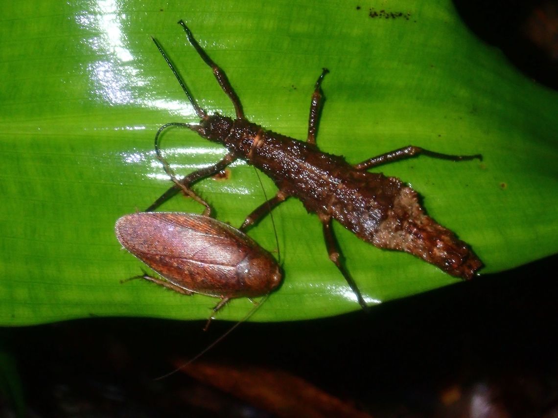 Critter meeting A Cockroad and Phasmid (Dares philippinensis) resting on the same leaf. Cockroach,Palawan,Philippines