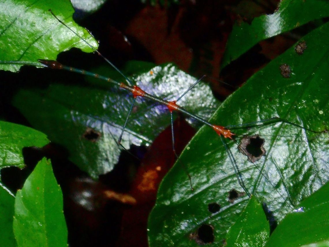 Stick Insect - Phasmid Male Phasmid from the family Phasmatidae, possibly from the Tribe Lonchodini.<br />
This one has is all dark green in colour with patches of brown on the head and parts where the legs are located. Palawan,Phasmatodea,Phasmid,Philippines,Stick Insect