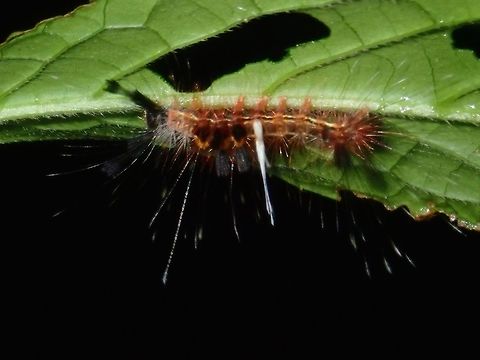 Caterpillar Caterpillar, most likely of a Moth Caterpillar,Palawan,Philippines