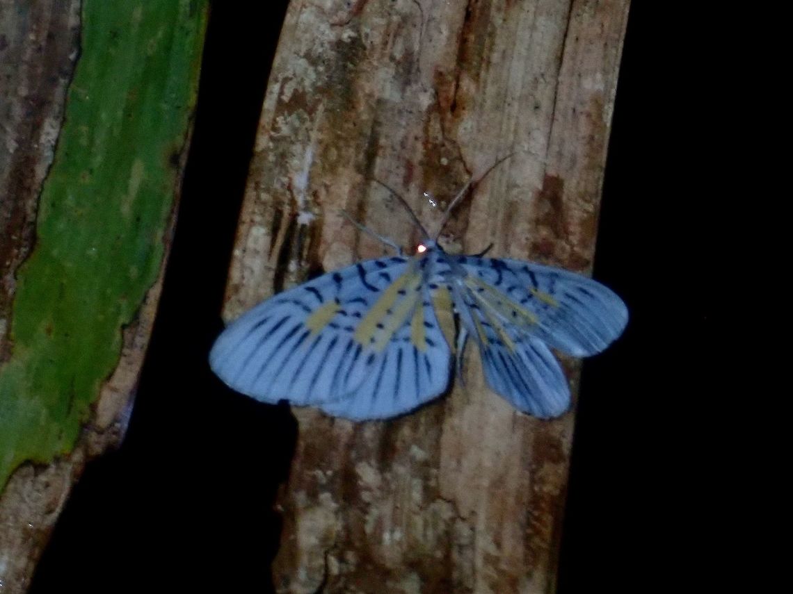 Geometrid Moth - Bracca sp Geometrid Moth, from the genus Bracca. Bracca,Bracca sp,Moth,Palawan,Philippines