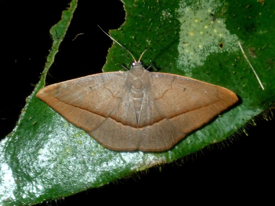 Erebid Moth Moth from the family Erebidae, but not able to get closer than that. Erebit Moth,Moth,Palawan,Philippines