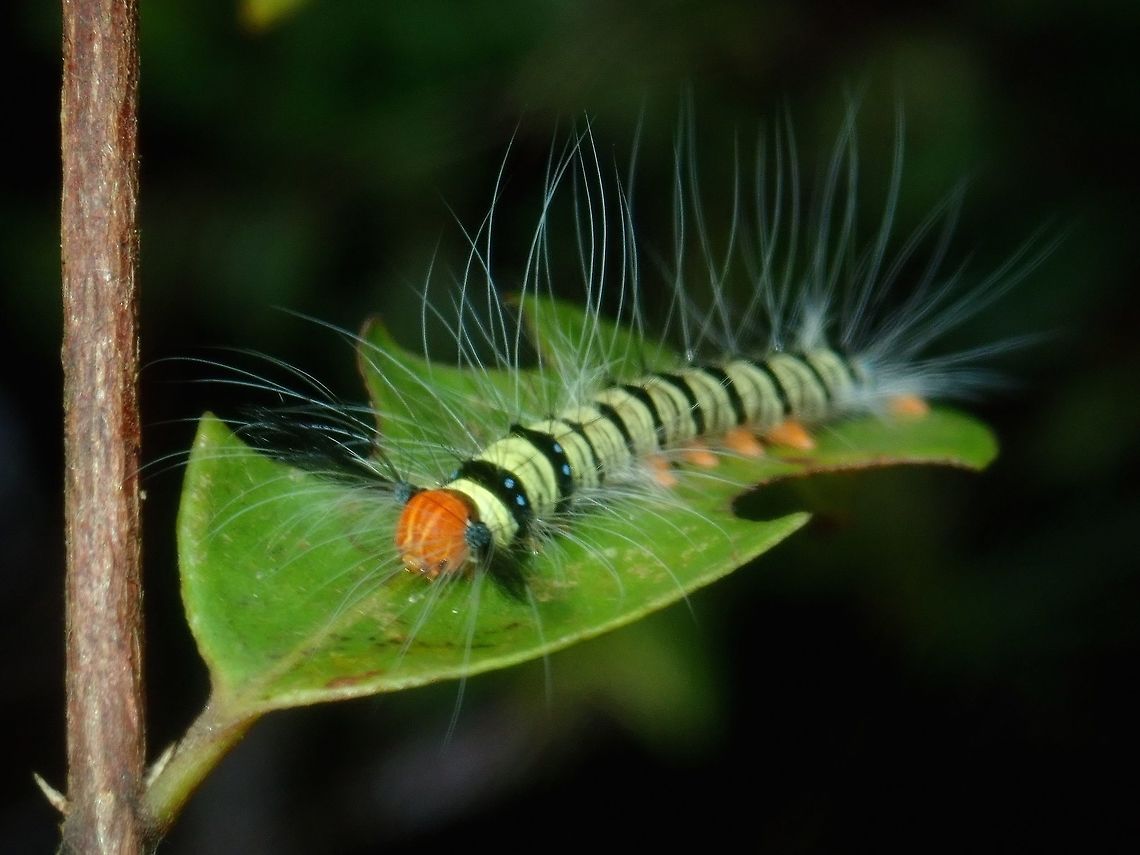 Caterpillar Quite a colourful Caterpillar, yellow/green in colour with black bands and on the black bands, there are tiny spots of blue. Caterpillar,Palawan,Philippines