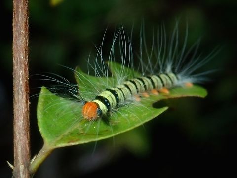 Caterpillar Quite a colourful Caterpillar, yellow/green in colour with black bands and on the black bands, there are tiny spots of blue. Caterpillar,Palawan,Philippines