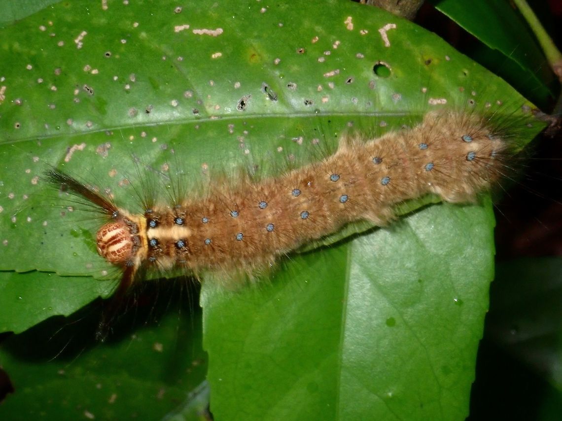 Caterpillar Light brown coloured, not only hairy but also furry.<br />
It has 2 rows of blue spots with black borders running on its back from head to tail. Caterpillar,Palawan,Philippines