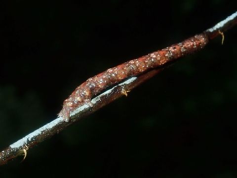 Caterpillar Brown coloured Caterpillar, probably resting on a stick for camouflage. Caterpillar,Palawan,Philippines