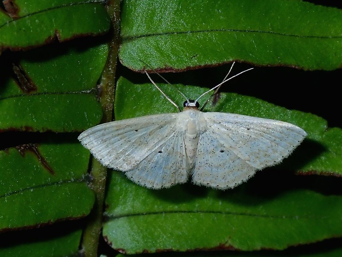 Geometrid Moth - Scopula sp Geometrid Moth from the genus Scopula. Aurora,Geometrid Moth,Luzon,Moth,Philippines,Scopula,Scopula sp