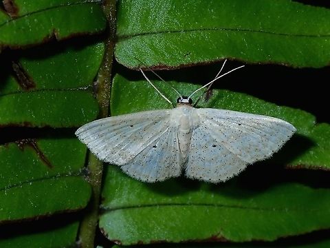 Geometrid Moth - Scopula sp Geometrid Moth from the genus Scopula. Aurora,Geometrid Moth,Luzon,Moth,Philippines,Scopula,Scopula sp