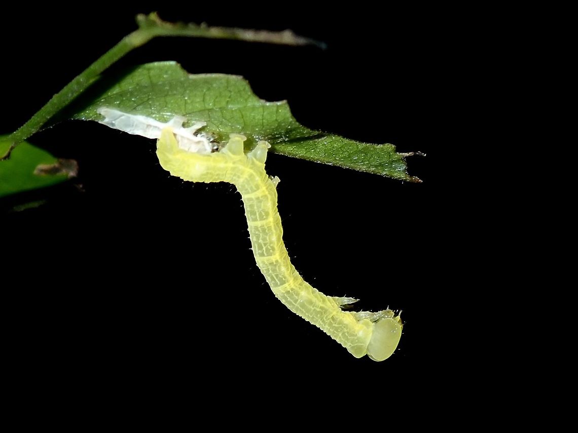 Yellow Yellow coloured Caterpillar from the family of Geometridae.<br />
<br />
This one looks freshly moulted, the whitish stuff on the base on the leaf is likely its old skin. Aurora,Caterpillar,Geometridae,Luzon,Philippines