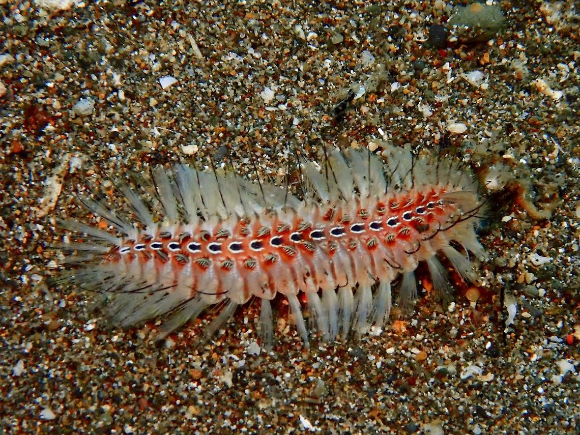Fireworm - Chloeia flava This hairy Fireworm  - Chloeia flava may looks similar to some Caterpillars on land, their spines/setae are venomous and it is best to avoid touching them. Anilao,Batangas,Bristleworm,Chloeia flava,Fireworm,Philippines