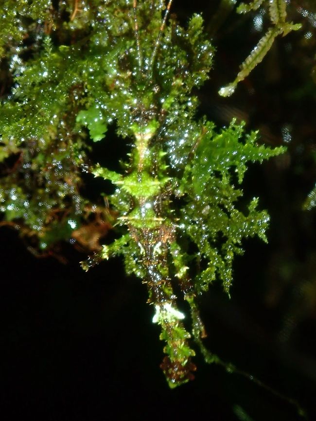 Mossy This Phasmid from the genus Aretaon was found at higher elevation of 1,000 - 1,200 masl where there was lots of moss, although not completely a montane forest yet. It has taken in the colouration that allows it to camouflage very well to the mossy surrounding.<br />
<br />
This species is yet to be described scientifically. Aretaon,Aretaon sp,Palawan,Phasmatodea,Phasmid,Philippines,Stick Insect
