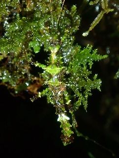 Mossy This Phasmid from the genus Aretaon was found at higher elevation of 1,000 - 1,200 masl where there was lots of moss, although not completely a montane forest yet. It has taken in the colouration that allows it to camouflage very well to the mossy surrounding.

This species is yet to be described scientifically. Aretaon,Aretaon sp,Palawan,Phasmatodea,Phasmid,Philippines,Stick Insect