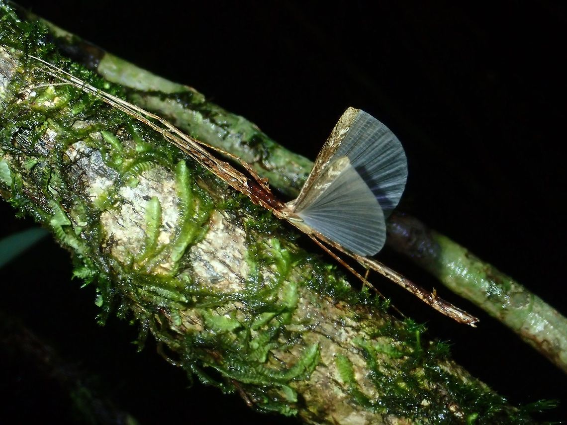 White Wings Male Phasmid, possibly from the genus Septopenna, a new genus created in 2016 with only one described species so far from Borneo.<br />
<br />
This is a picture of the female :<br />
<br />
<figure class="photo"><a href="https://www.jungledragon.com/image/65266/stick_insect_phasmid.html" title="Stick Insect, Phasmid"><img src="https://s3.amazonaws.com/media.jungledragon.com/images/2994/65266_thumb.jpg?AWSAccessKeyId=05GMT0V3GWVNE7GGM1R2&Expires=1759968010&Signature=FfUiFNhfwh1V8P38vMEnp8QVwZY%3D" width="114" height="152" alt="Stick Insect, Phasmid Female Phasmid from the Tribe Necrosciini.<br />
She is possibly from the genus Septopenna, if so, will be the first record of this genus in Philippines.<br />
<br />
The genus Septopenna was only created in 2016 with only one described species from Borneo - Septopenna samani.  Another species was recorded from Borneo but not described yet at the moment.<br />
<br />
This is a picture of the male :<br />
<br />
https://www.jungledragon.com/image/65279/white_wings.html<br />
<br />
Update on ID : Septopenna suparmani Palawan,Phasmatodea,Phasmid,Philippines,Septopenna,Septopenna sp,Septopenna suparmani,Stick Insect" /></a></figure><br />
<br />
Update on ID : Septopenna suparmani Palawan,Phasmatodea,Phasmid,Philippines,Septopenna,Septopenna sp,Septopenna suparmani,Stick Insect