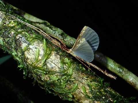 White Wings Male Phasmid, possibly from the genus Septopenna, a new genus created in 2016 with only one described species so far from Borneo.

This is a picture of the female :

https://www.jungledragon.com/image/65266/stick_insect_phasmid.html

Update on ID : Septopenna suparmani Palawan,Phasmatodea,Phasmid,Philippines,Septopenna,Septopenna sp,Septopenna suparmani,Stick Insect