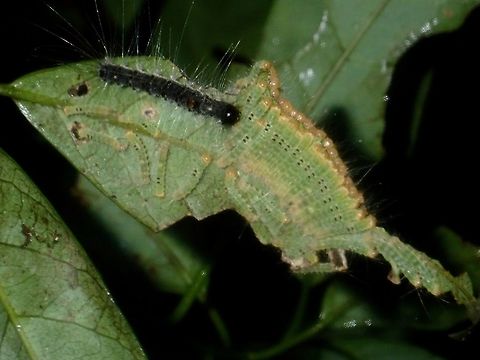 Army of Caterpillars! A group of Caterpillars lines up mostly side-by-side, making them, with one bigger black one, probably a more developed Caterpillar. Caterpillar,Palawan,Philippines