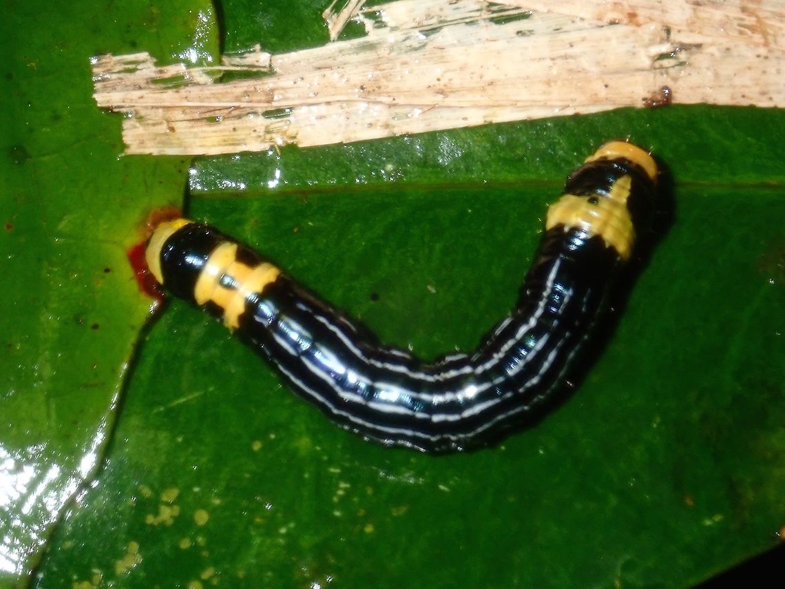 Caterpillar  Caterpillar,Palawan,Philippines