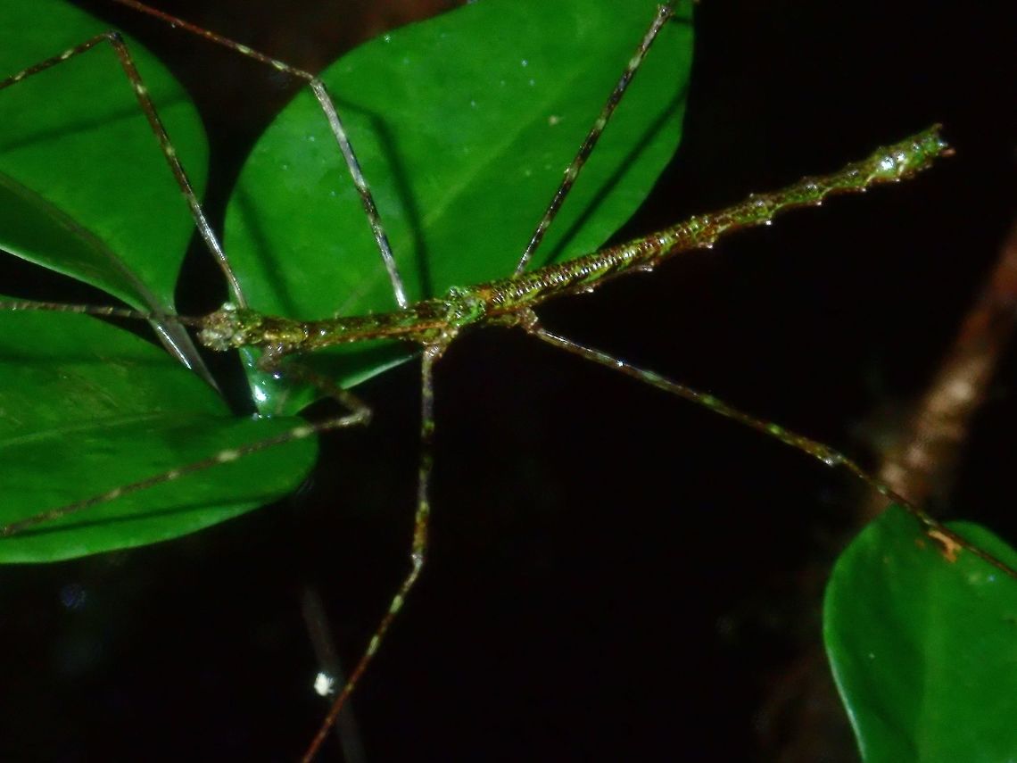 Stick Insect - Phasmid, Rhamphosipyloidea sp Male Phasmid of possibly Rhamphosipyloidea genus.<br />
First time to encounter this genus with &#039;mossy&#039; look.  This was found at higher elevation between 1,000 - 1,200 masl only and most of the trees were very mossy.<br />
<br />
This is likely a species new to science.<br />
<br />
Here is a pic of the female of the same species :<br />
<br />
<figure class="photo"><a href="https://www.jungledragon.com/image/65294/mossy_phasmid_-_rhamphosipyloidea_sp.html" title="Mossy Phasmid - Rhamphosipyloidea sp"><img src="https://s3.amazonaws.com/media.jungledragon.com/images/2994/65294_thumb.jpg?AWSAccessKeyId=05GMT0V3GWVNE7GGM1R2&Expires=1761782410&Signature=AzZCm5ZtIb6ZvIv7N%2FdNKQGzg%2Fs%3D" width="114" height="152" alt="Mossy Phasmid - Rhamphosipyloidea sp Female Phasmid, possibly from the genus Rhamphosipyloidea.<br />
<br />
This is a pic of the male of the same species :<br />
<br />
https://www.jungledragon.com/image/65293/stick_insect_-_phasmid_rhamphosipyloidea_sp.html Palawan,Phasmatodea,Phasmid,Philippines,Rhamphosipyloidea,Rhamphosipyloidea sp,Stick Insect" /></a></figure> Palawan,Phasmatodea,Phasmid,Philippines,Rhamphosipyloidea,Rhamphosipyloidea sp,Stick Insect